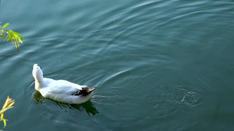 Beautiful slow motion shot of ducks in the water (3) Stock Footage 253993712