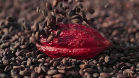 Beautiful slow motion shot of falling cocoa beans on bright red cacao pod Stock Footage 221691111
