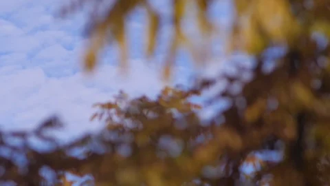 Beautiful slow motion shot of trees and leaves in late summer early spring Stock Footage 122589133