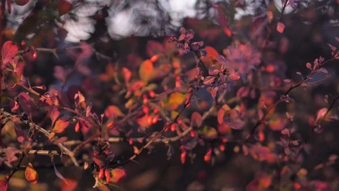 Beautiful slow motion shot of trees and leaves in late summer early spring Stock Footage 122593633