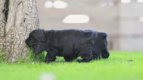 Beautiful slow motion shot of two dogs playing outside. Stock Footage 315698182