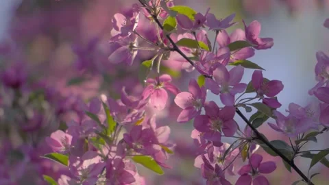 Beautiful Slow Motion Springtime Flowers Backlit By Evening Sunlight Video stock 242199135