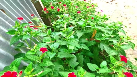 A beautiful slow motion video over flowers in a flower garden.2k/4k. Stock-Footage 247879477