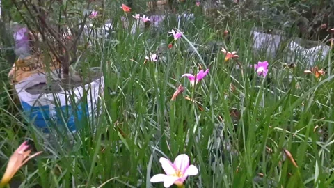 A beautiful slow motion video over flowers in a flower garden.2k/4k. Stock-Footage 247879802