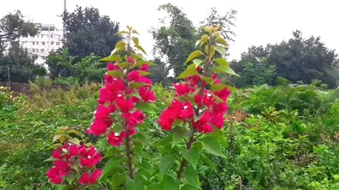 A beautiful slow motion video over flowers in a flower garden.2k/4k. Stock-Footage 247880147