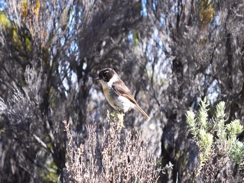 Beautiful small bird in branch close up nature environment Stock Footage 84303765