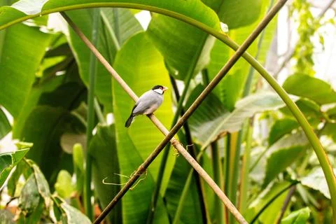 A Beautiful Small Bird Called A Java Sparrow, Sitting In A Tree Stock-Fotos