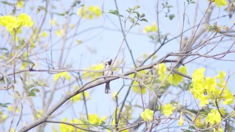 Beautiful Small Birds Foraging Joyfully on Blossoming Tree in Spring Season Video stock 341908883