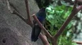 Beautiful small black-blue Indonesian bird with long beak sitting on tree branch 4k or 4k+ Resolution