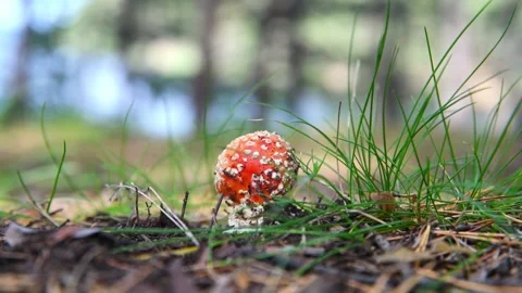 Beautiful Small Bright Fly Agaric Grows In Mushroom, Poisonous Mushroom Stock Footage 287237628