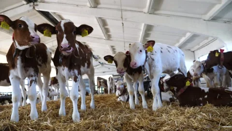 Beautiful small calves standing on straw in stable at milk factory. Curious Stock Footage 337052046