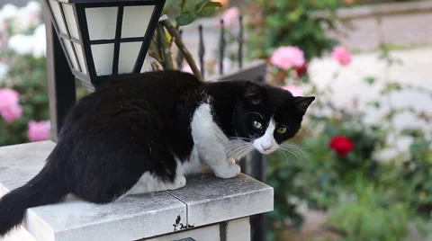 Beautiful small cat staring Stock Footage 50555126