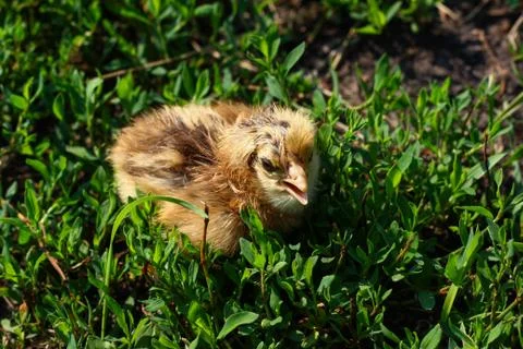 Beautiful small chick in the green grass Stock Photos