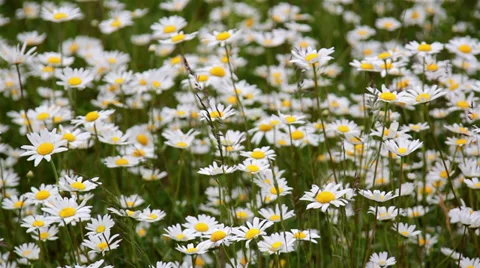 Beautiful small daises in the field Stock Footage