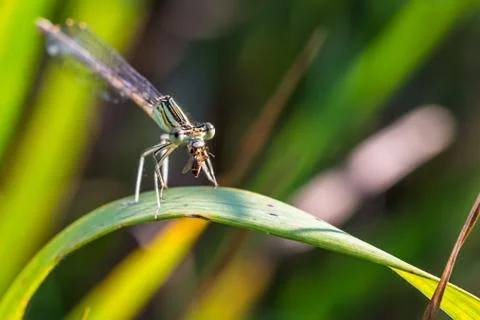 Beautiful small Damselfly (dragonfly) eats a small beetle (predatory insect) Stock Photos