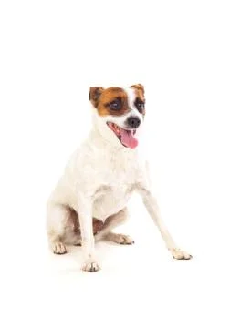 Beautiful small dog Stock Photos