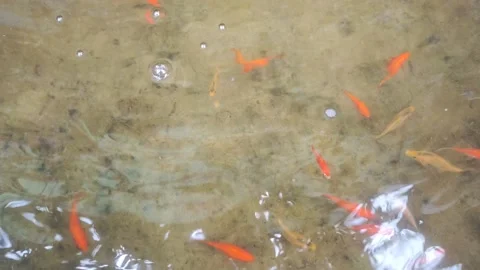 Beautiful small fish pond filled with orange colored fish 4K 60FPS Stock Footage 168795796