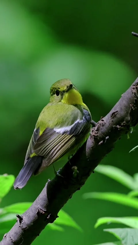 A beautiful small green bird perched on a tree branch in the forest Stock Footage 335049830