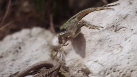 Beautiful small green lizard close up. Footage. Amphibious creature on a stone Vidéo 140930898