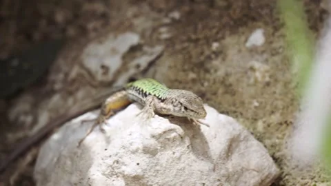 Beautiful small green lizard close up. Footage. Amphibious creature on a stone Stock Footage 140930910