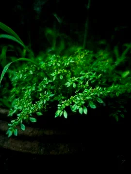 A BEAUTIFUL SMALL GREEN PLANT IN A POT Stock Photos