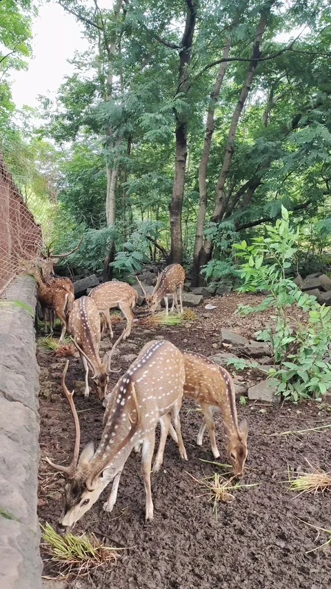 A beautiful small group of spotted deer Stock Footage 237435464