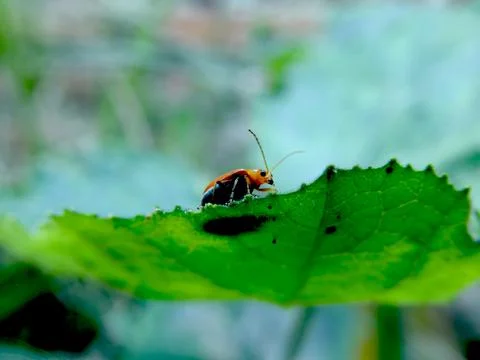 Beautiful Small Insect on Green Leaf in Natural Light Stock Photos