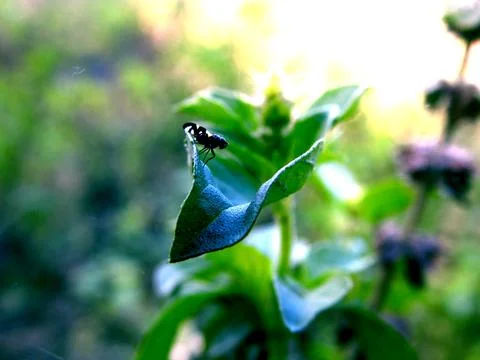 Beautiful Small Insect on Green Leaf in Natural Light Stock Photos