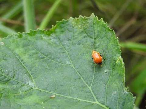 Beautiful Small Insect on Green Leaf in Natural Light Stock Photos