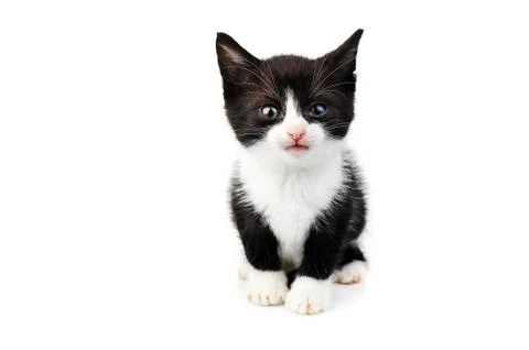 Beautiful small kitten Stock Photos