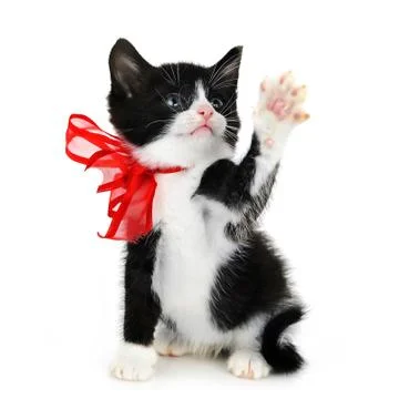 Beautiful small kitten Stock Photos