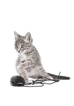 Beautiful small kitten plays with the computer mouse Stock Photos