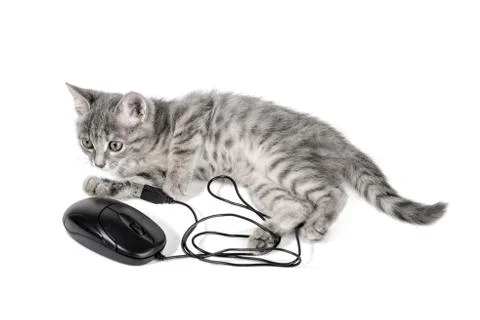 Beautiful small kitten plays with the computer mouse Stock Photos