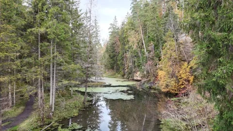 Beautiful small lake going though a forest in Latvia Stock Footage 288066084
