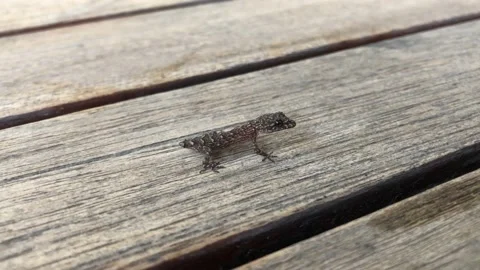 Beautiful small lizard without tail is breathing in close-up. view from above  Stock Footage 162658189