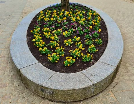 Beautiful small multi-colored violets are planted in flower bed in spring Stock Photos