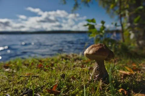 A beautiful small mushroom Stock Photos