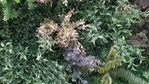 Beautiful small plastic leaves artificial plant Stock Footage 186619398