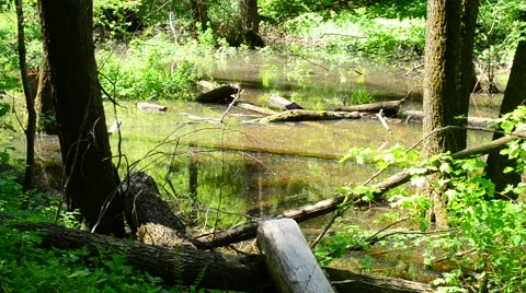 Beautiful small pond in a forest in spring on a sunny day Stock Footage 50360156