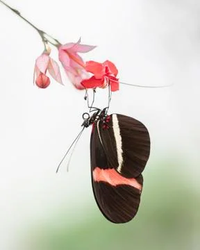 Beautiful The Small Postman Butterfly (Heliconius erato) Stock Photos