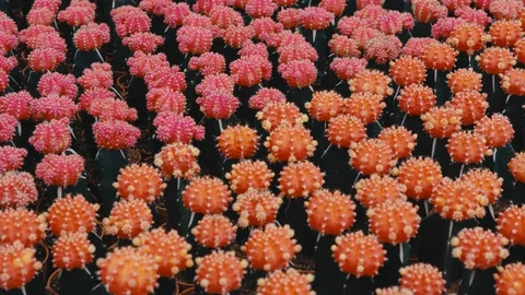 Beautiful small red cactus collection, plantation inudstrial Stock Footage 121390006