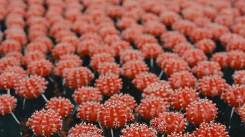 Beautiful small red cactus collection, plantation inudstrial Video stock 121390115