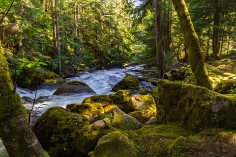 Beautiful small river in forest Stock Photos