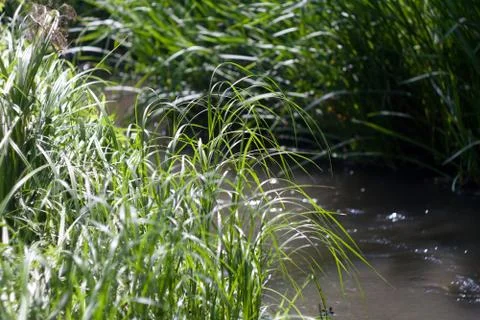 Beautiful small river Stock Photos
