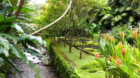Beautiful small river with waterfall and flowers in Furnas, Sao Miguel Island Stock Footage 144247994