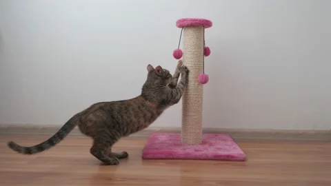 Beautiful small tabby cat sharpens its claws on a scratching post Stock Footage 153109466