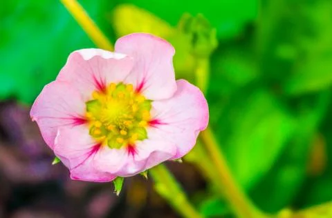 Beautiful small tiny pink rose flower of a strawberry plant macro close up Stock Photos