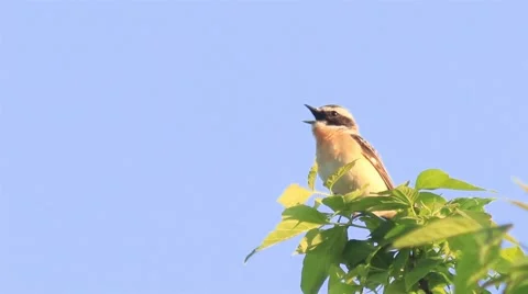 Beautiful small tree sparrow singing at the branch. Stock-Footage 62901683