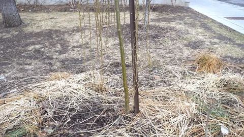 A beautiful small tree without leaves in spring 스톡 동영상 129193226