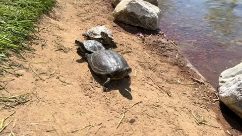 Beautiful small water turtles resting or sunbathing by a lake in natural park Stock Footage 192416659